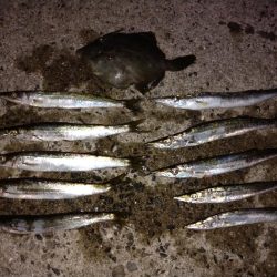 爆風カマス釣り